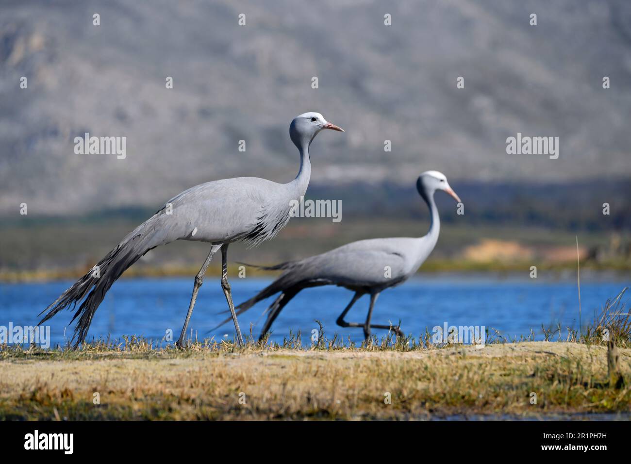 Blue Cranes [Anthropoides paradiseus] near their nesting site in the Bot River wetland, Overberg, South Africa. Stock Photo