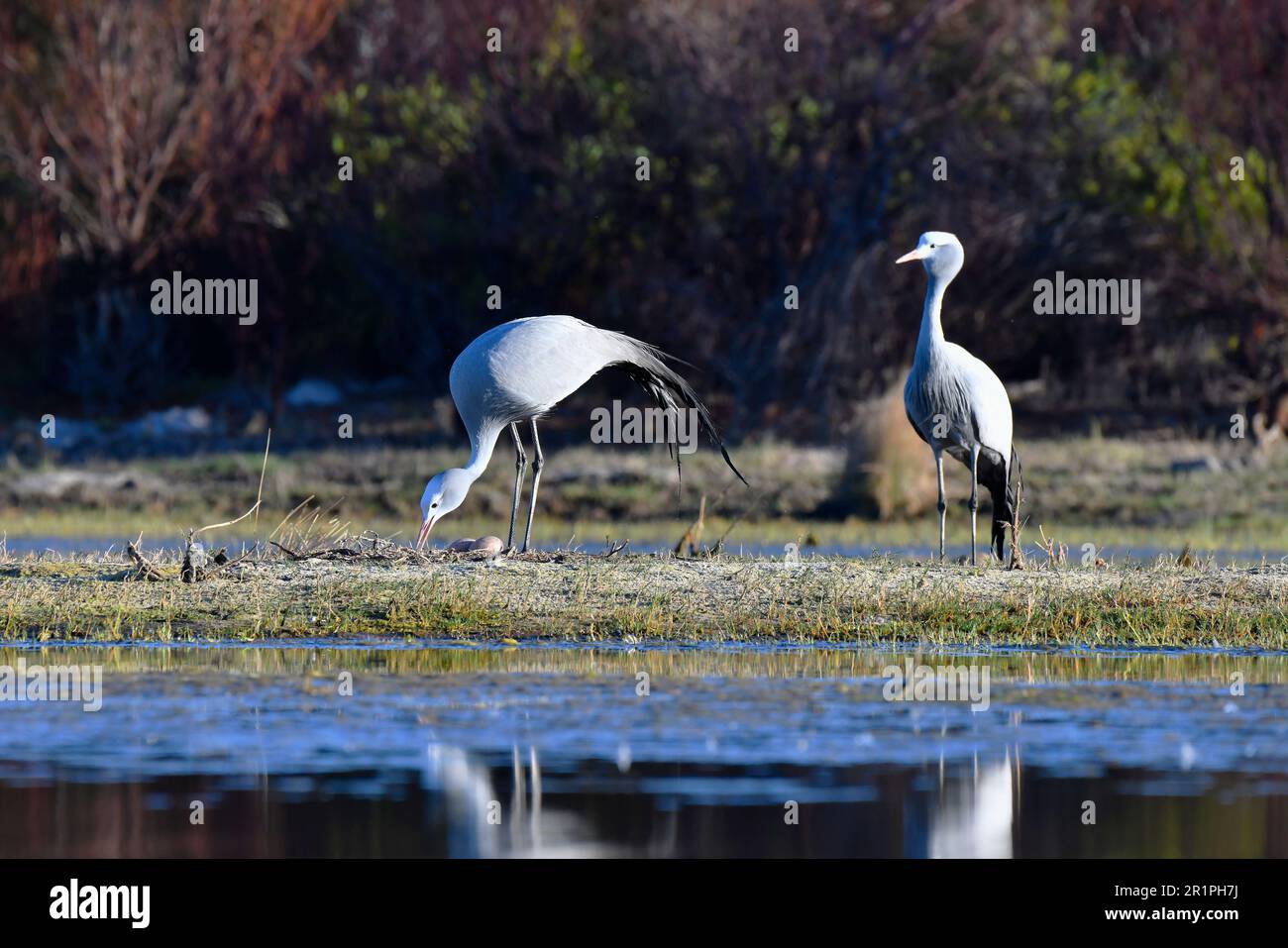 Blue Cranes [Anthropoides paradiseus] at their nesting site in the Bot River wetland, Overberg, South Africa. Stock Photo