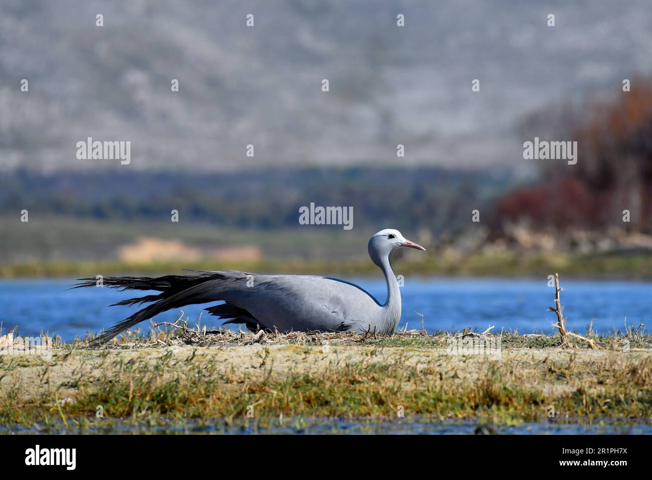 Wetland In South Africa Hi res Stock Photography And Images Alamy wetland-in-south-africa-hi-res-stock-photography-and-images-alamy