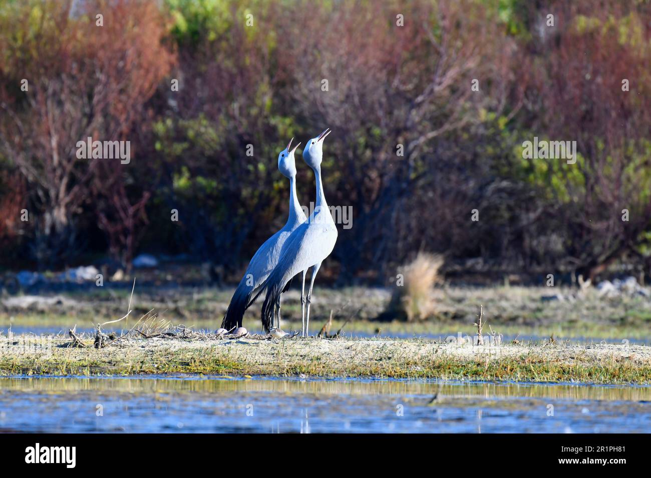 Blue Cranes [Anthropoides paradiseus] at their nesting site, Bot River wetland, Overberg, South Africa. Stock Photo