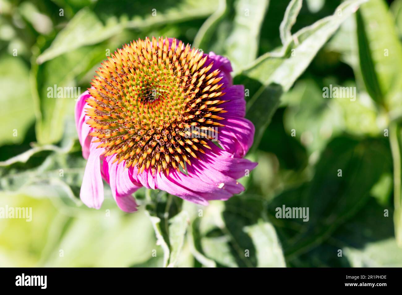 Margarite, plant, botany, summer, nature, summer flower, Zella, Thuringia, Germany, Stock Photo