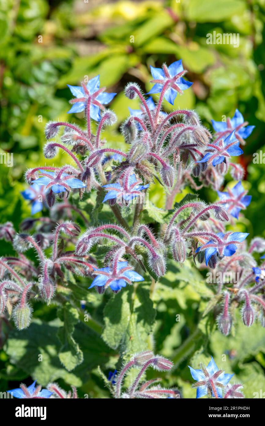 Blue garden plant, borage (Borago officinalis), plant, botany, summer, nature, summer flower, Zella, Thuringia, Germany, Stock Photo