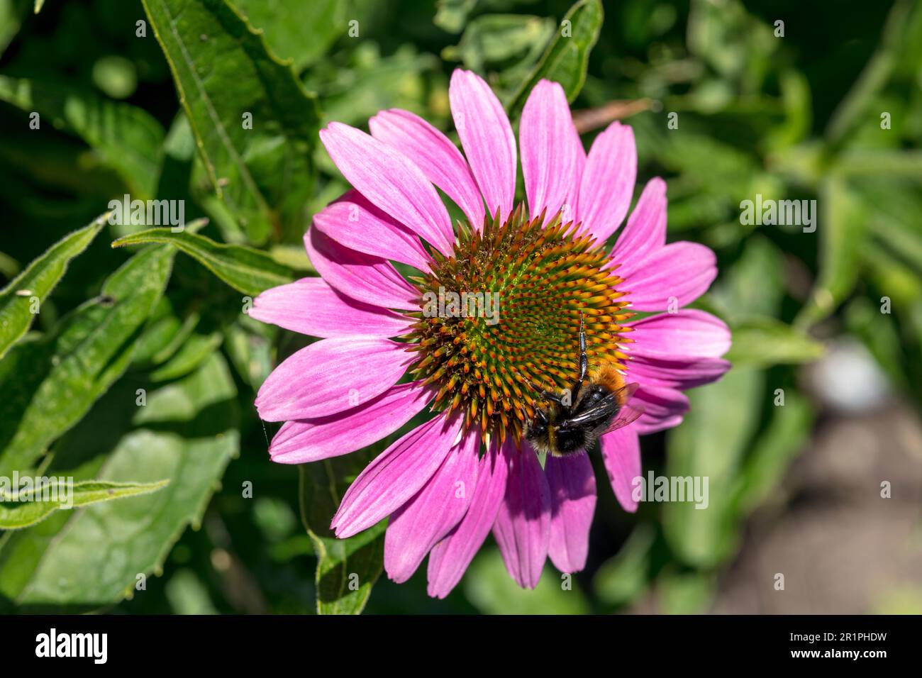 Margarita, bumblebee, nectar, suck, plant, botany, summer, nature, summer flower, Zella, Thuringia, Germany, Stock Photo