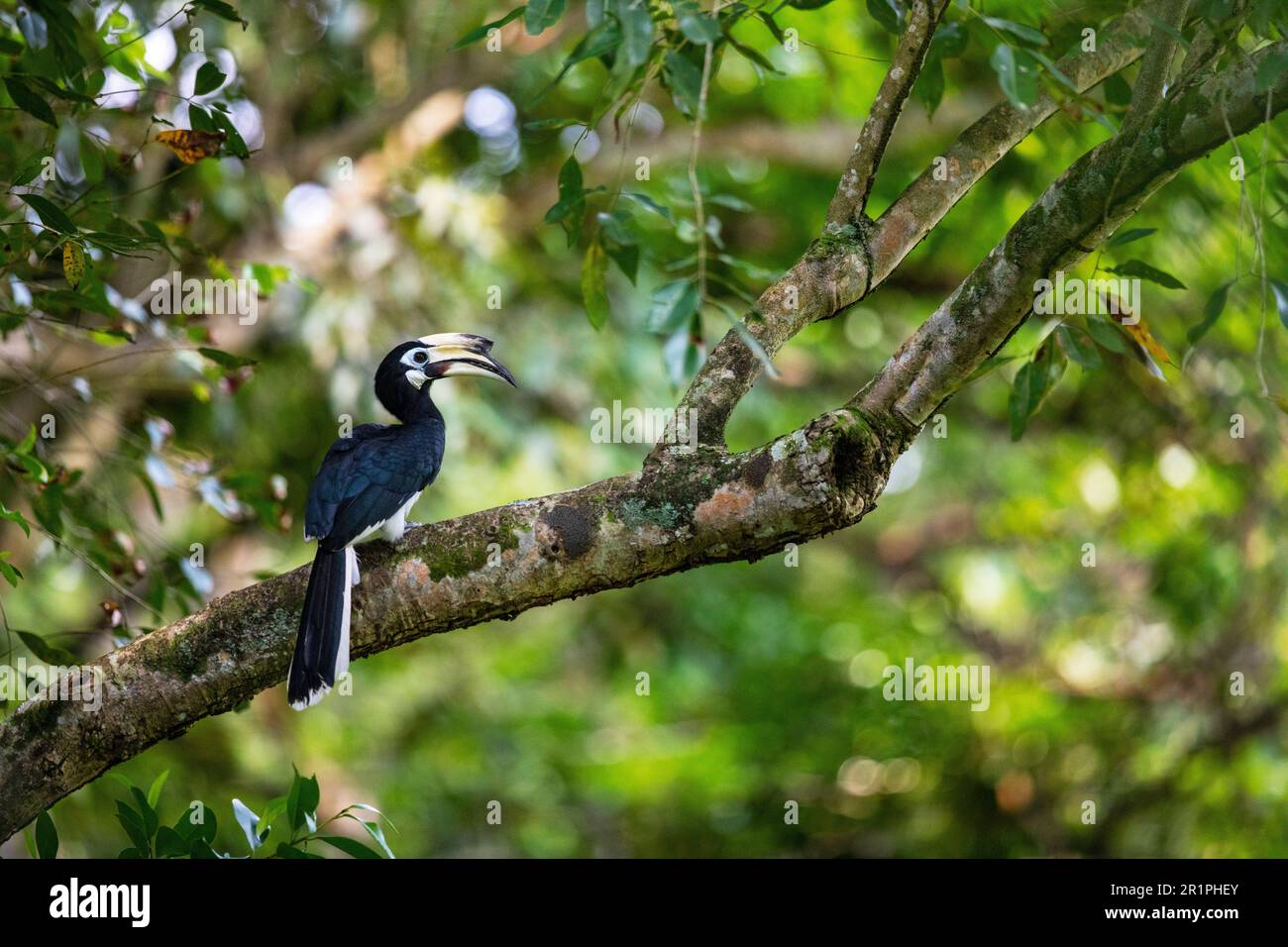 Adult female oriental pied hornbill takes a short break from investigating  potential nest holes, Singapore Stock Photo