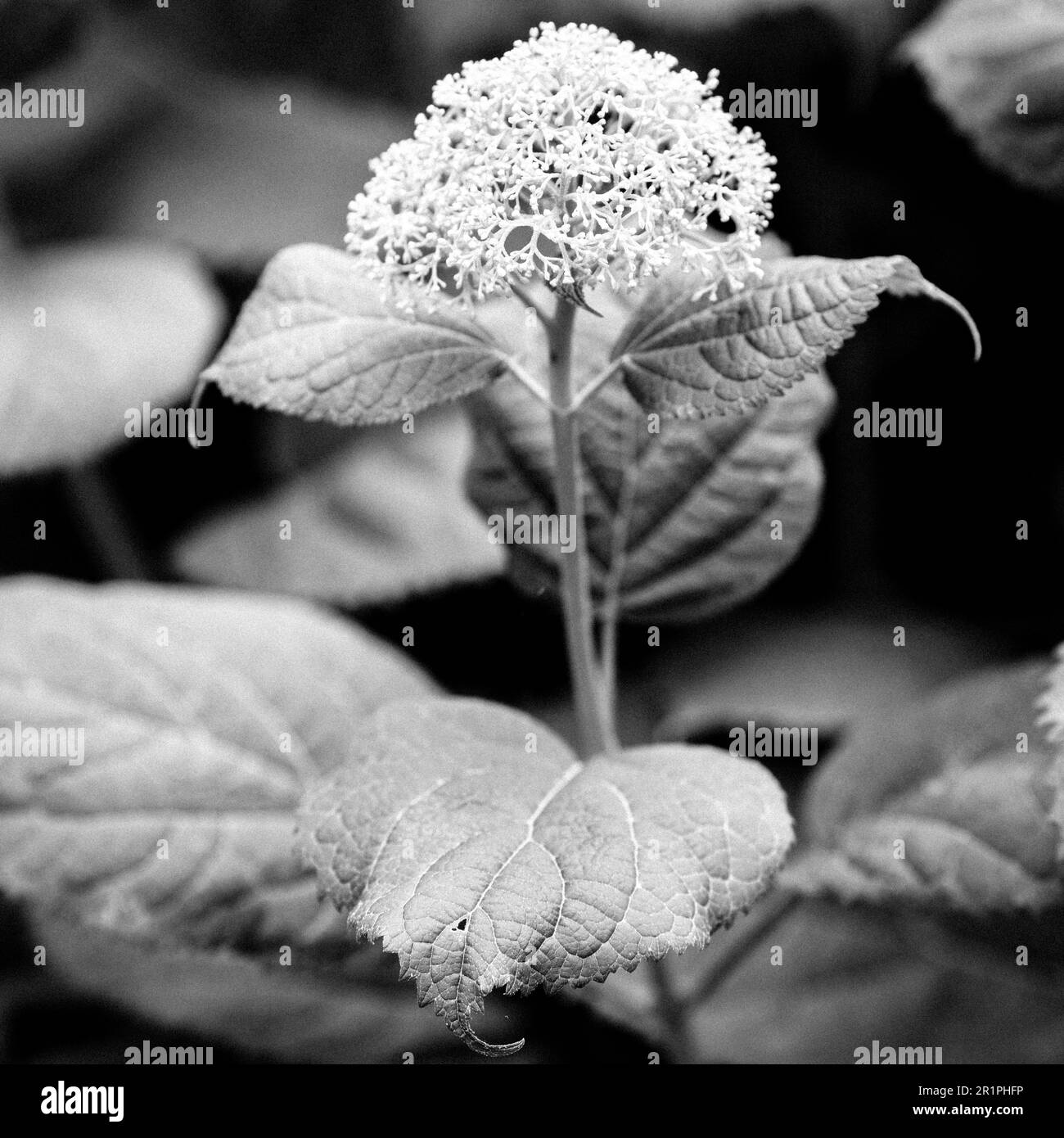 Flower, plant, botany, summer, nature, summer flower, Zella, Thuringia, Germany, Stock Photo