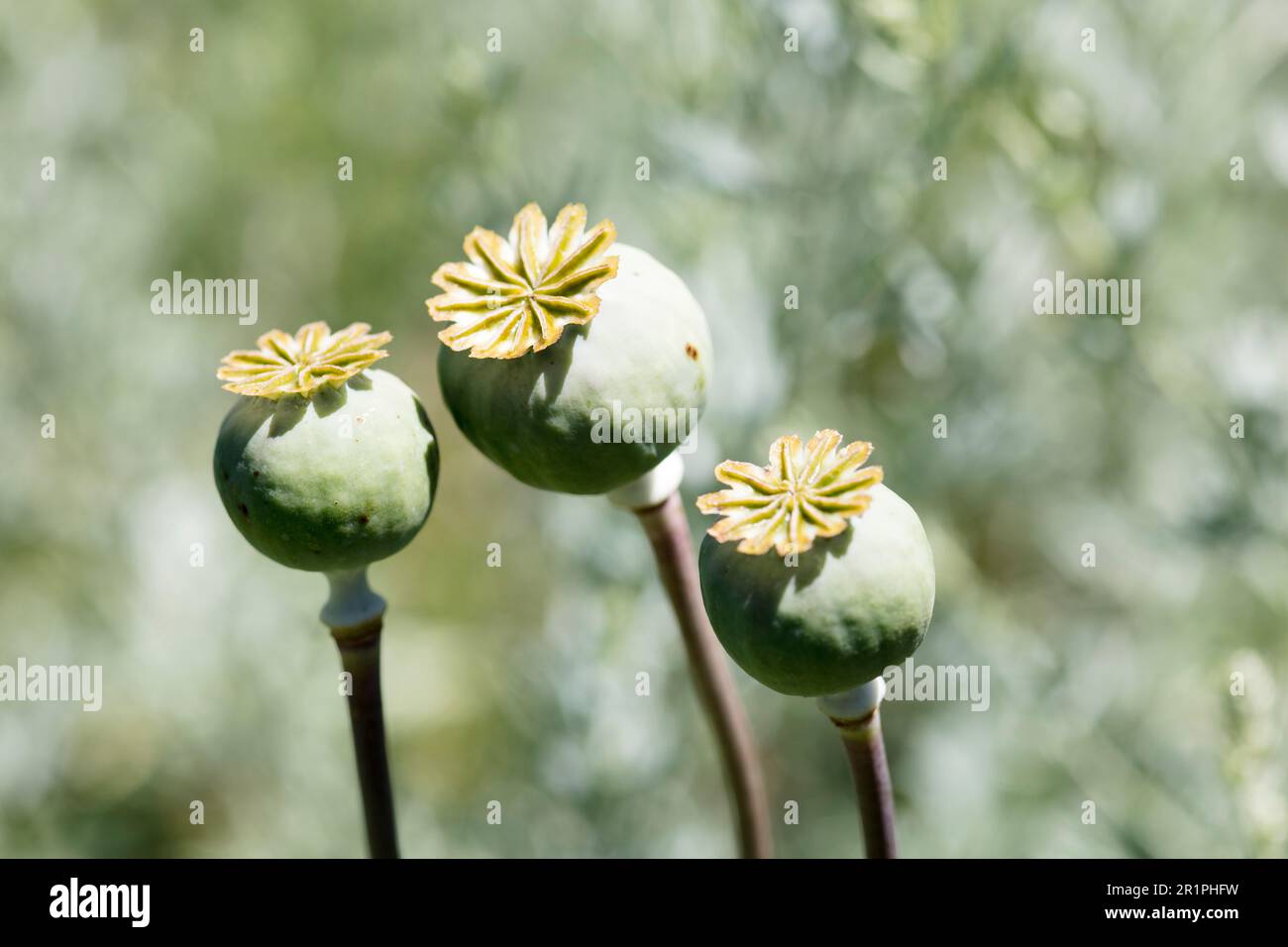 Poppy, seed pod, plant, botany, summer, nature, summer flower, Zella, Thuringia, Germany, Stock Photo