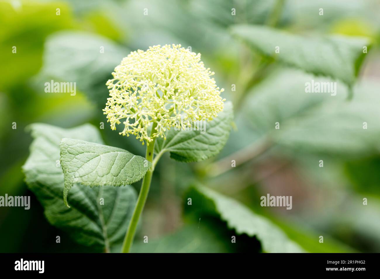 Flower, plant, botany, summer, nature, summer flower, Zella, Thuringia, Germany, Stock Photo