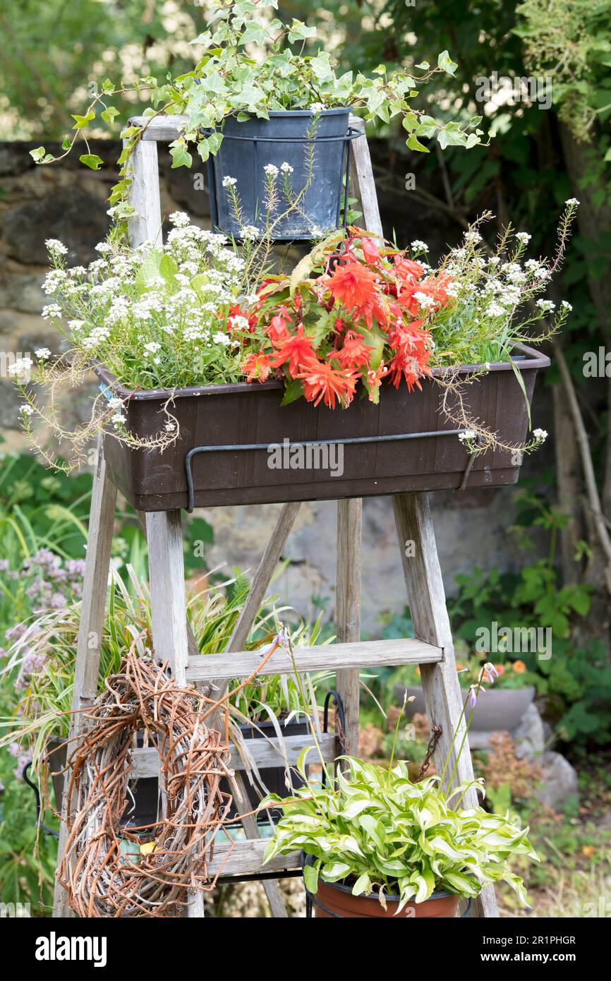 Flower, plant, ladder, still life, botany, summer, nature, summer flower, Zella, Thuringia, Germany, Stock Photo