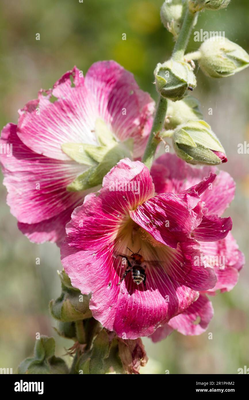 Hollyhock, mallow, Alcea rosea, flower, plant, botany, summer, nature, summer flower, Zella, Thuringia, Germany, Stock Photo