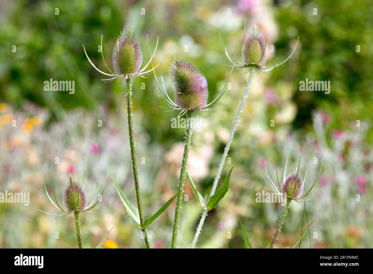 Wild cardoon, Dipsacus fullonum, thistle, plant, botany, summer, nature, summer flower, Zella, Thuringia, Germany, Stock Photo