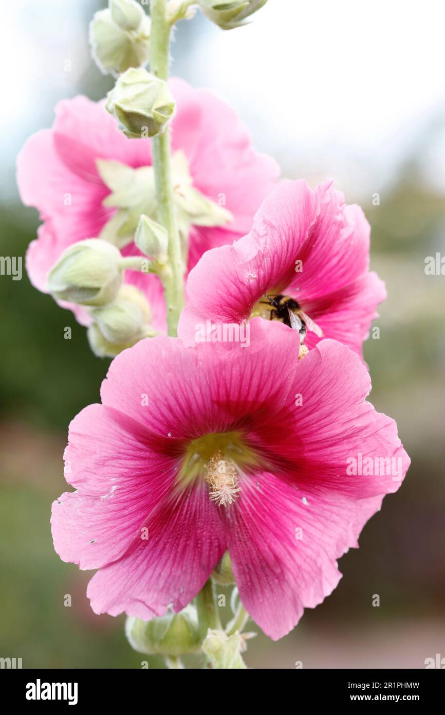 Hollyhock, mallow, Alcea rosea, flower, plant, botany, summer, nature, summer flower, Zella, Thuringia, Germany, Stock Photo