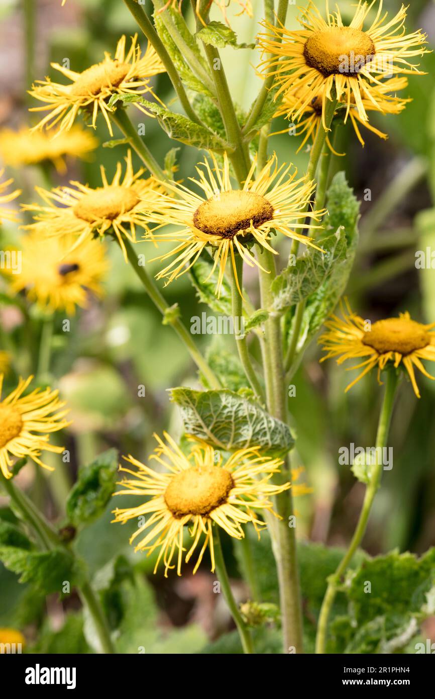 Yellow flower, plant, botany, summer, nature, summer flower, Zella, Thuringia, Germany, Stock Photo