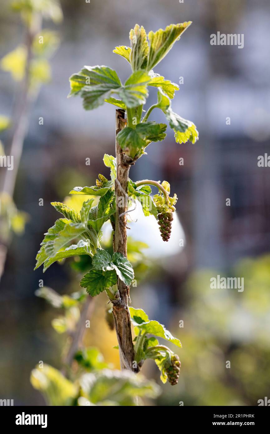 Currant, buds, leaves, backlight, close-up, botany, detail, still life, Bad Kissingen, Germany, Stock Photo