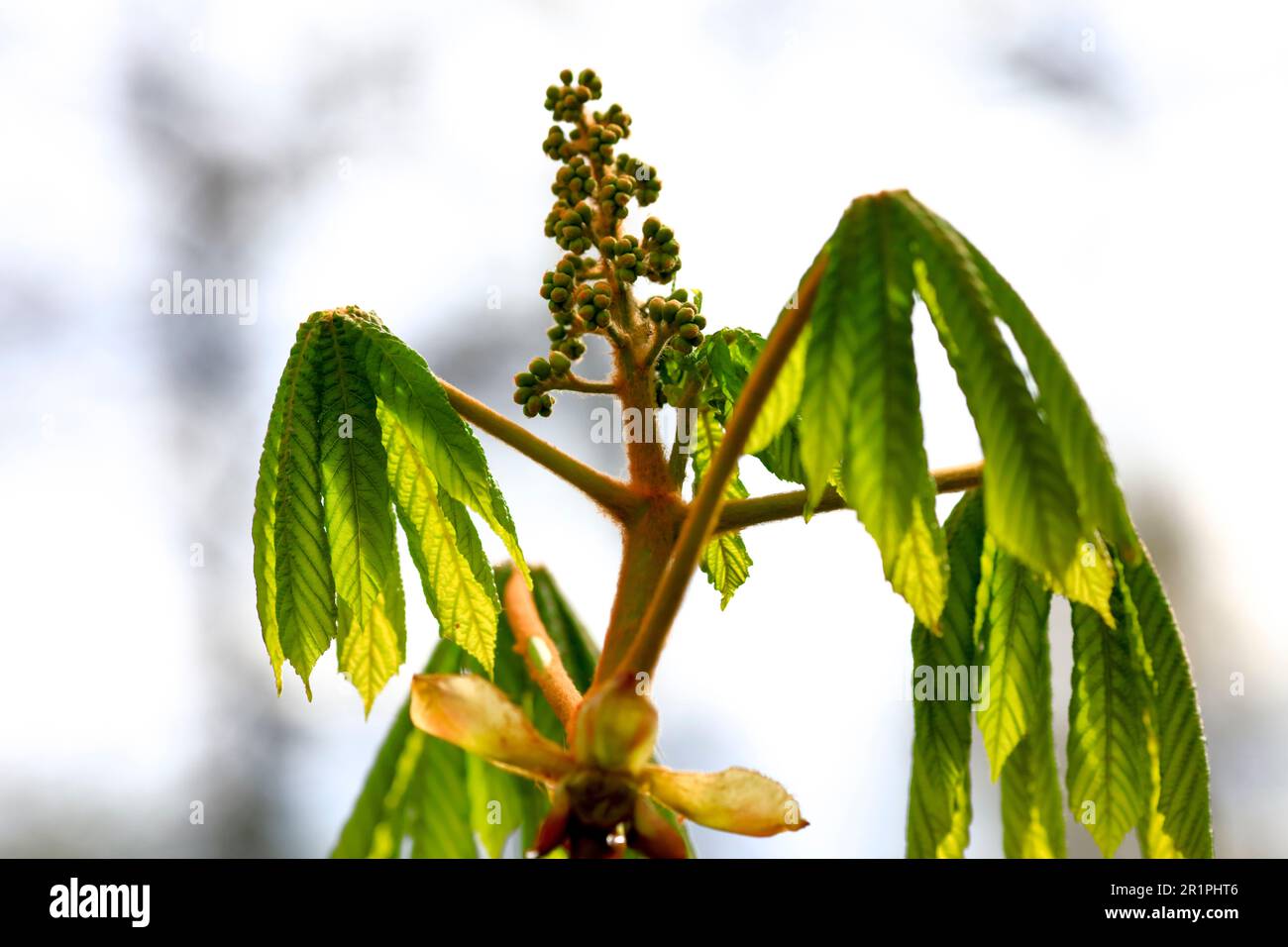 Chestnut, leaves, buds, backlight, close-up, botany, texture, background, detail, still life, Bad Kissingen, Germany, Stock Photo