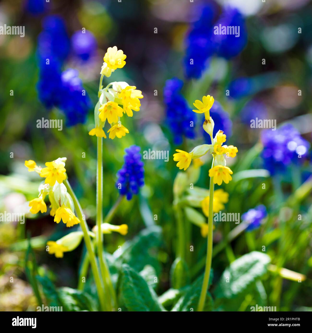 Cowslip, flowers, spring flowers, botany, plants, Bad Kissingen, Franconia, Germany, Stock Photo