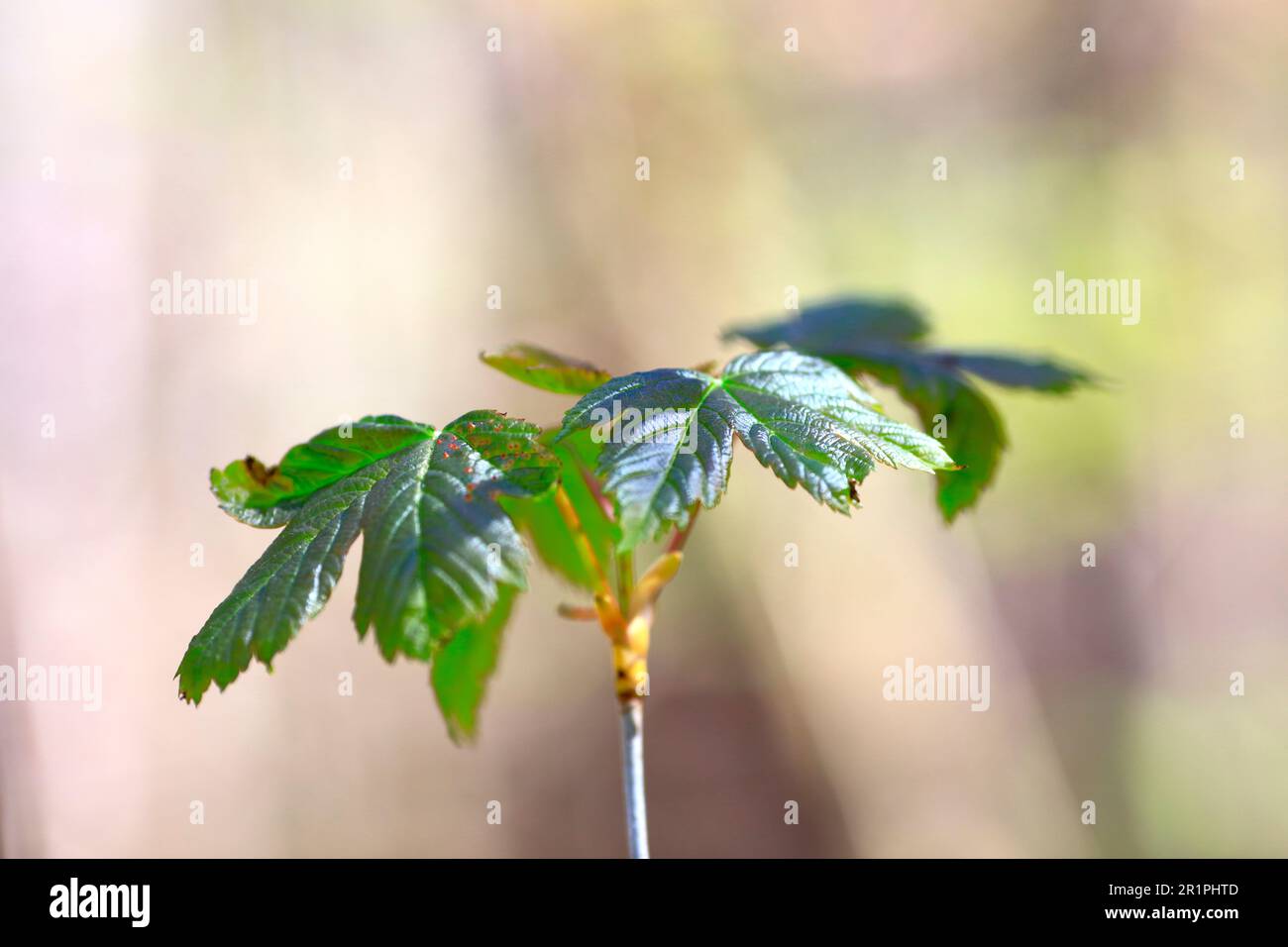 Leaves backlit, close-up, botany, texture, background, detail, still life, Bad Kissingen, Germany, Stock Photo
