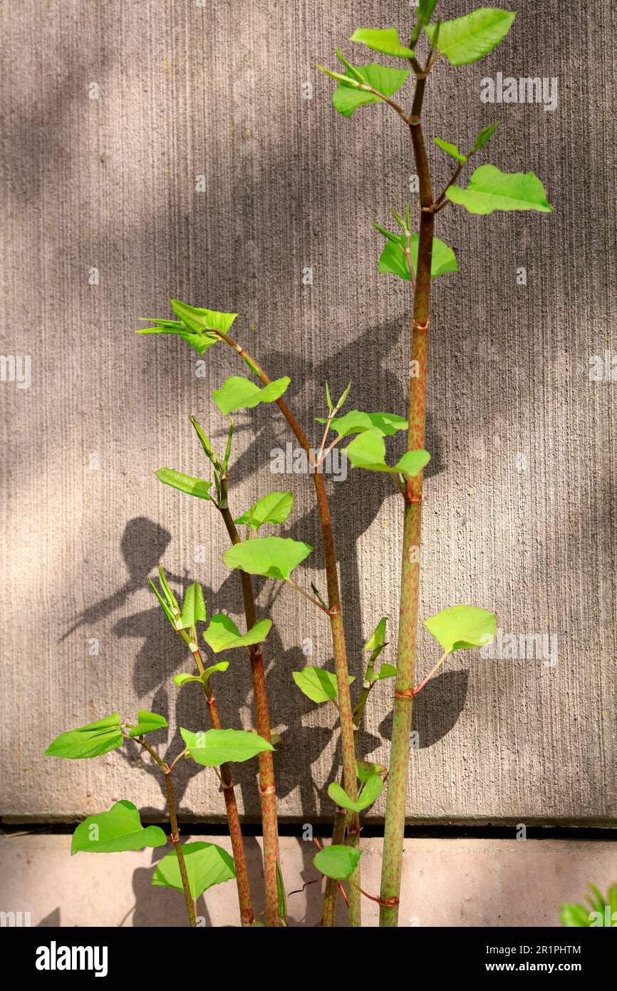Plant stem, leaves, close-up, botany, texture, background, detail, still life, Bad Kissingen, Germany, Stock Photo
