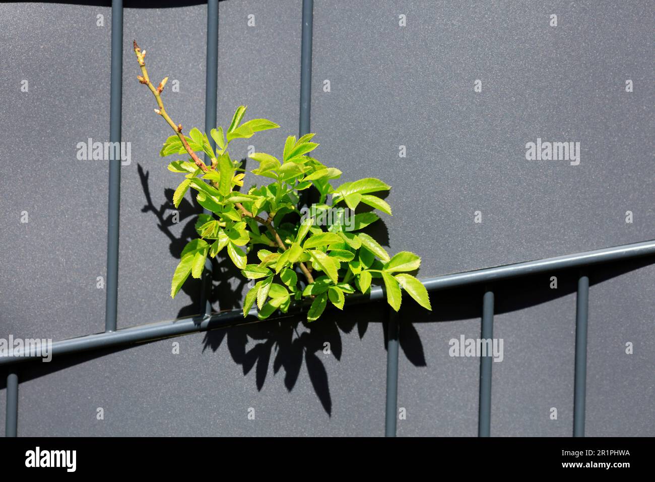 Leaves, buds, metal fence, botany, texture, background, detail, still life, Bad Kissingen, Germany, Stock Photo