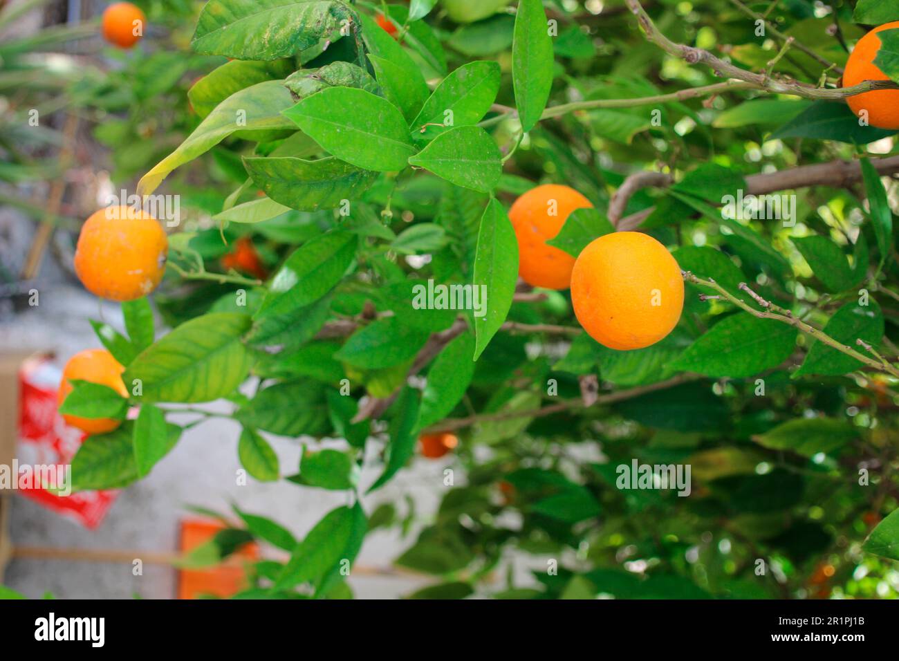 Several ripe oranges on tree, orange tree, close up, spring, Lindos, Rhodes, Greece, Europe Stock Photo