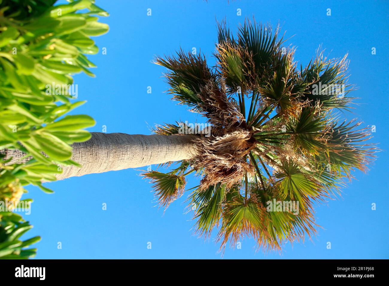 Palm tree near Kiotari, on the island of Rhodes, Greece Stock Photo