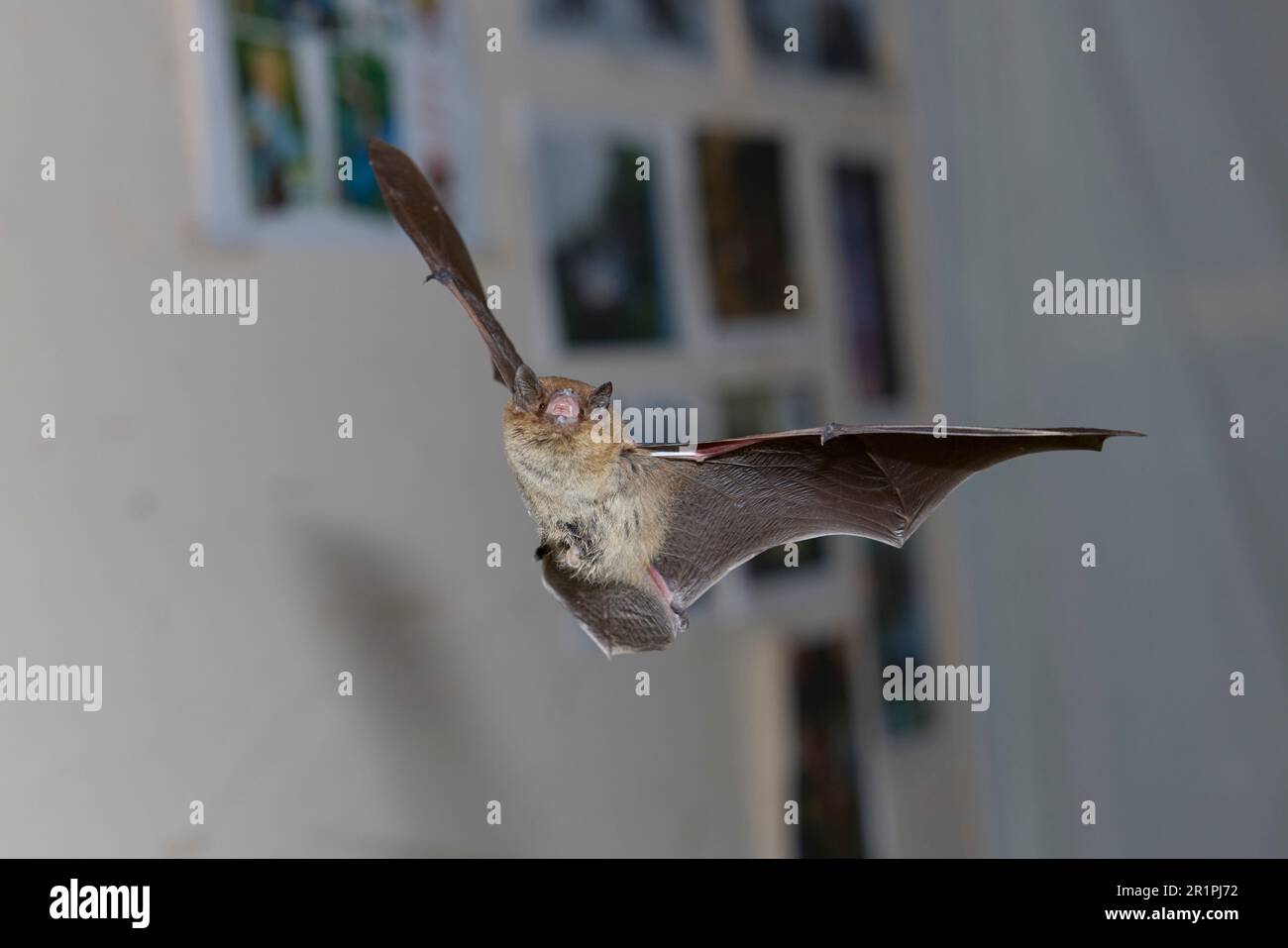 Bat, rough-skinned bat, Pipistrellus nathusii, in flight Stock Photo