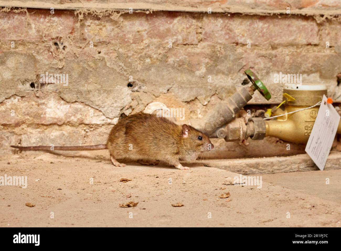 Rat, Norway rat, Rattus norvegicus Stock Photo - Alamy