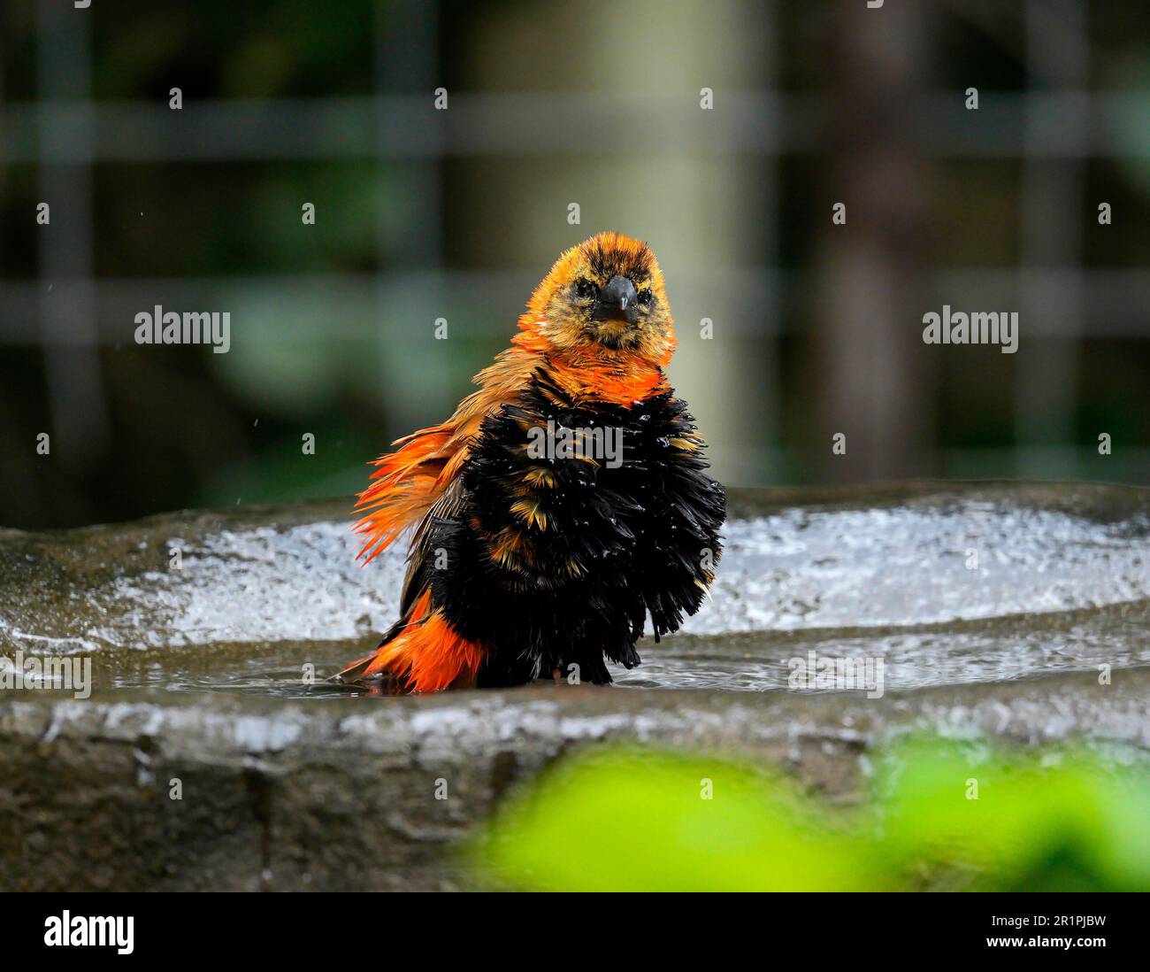 Southern Red (Euplectes orix) in the birdbath, Hermanus, South
