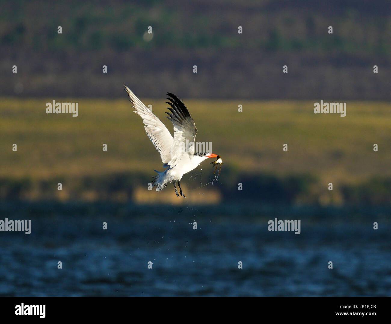 Caspian Tern (Hydroprogne caspia) in flight with small fish, Bot River, Overberg, South Africa Stock Photo