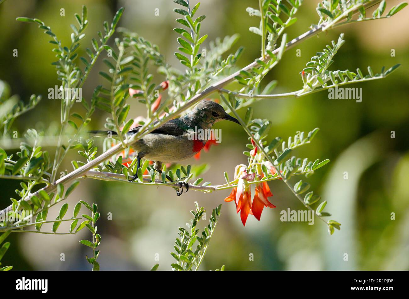 Southern Double-collared Sunbird (Cinnyris chalybeus), endemic to Southern Africa, feeding on Kankerbos (Lessertia frutescens) Hermanus, South Africa Stock Photo