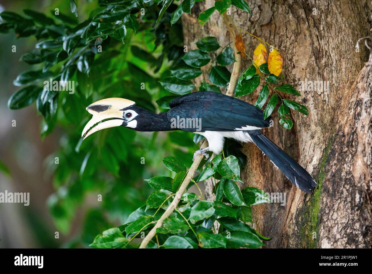 Adult male oriental pied hornbill brings a beetle to courthship feed his partner and encourage nest building in the trunk of an angsana tree, Singapor Stock Photo