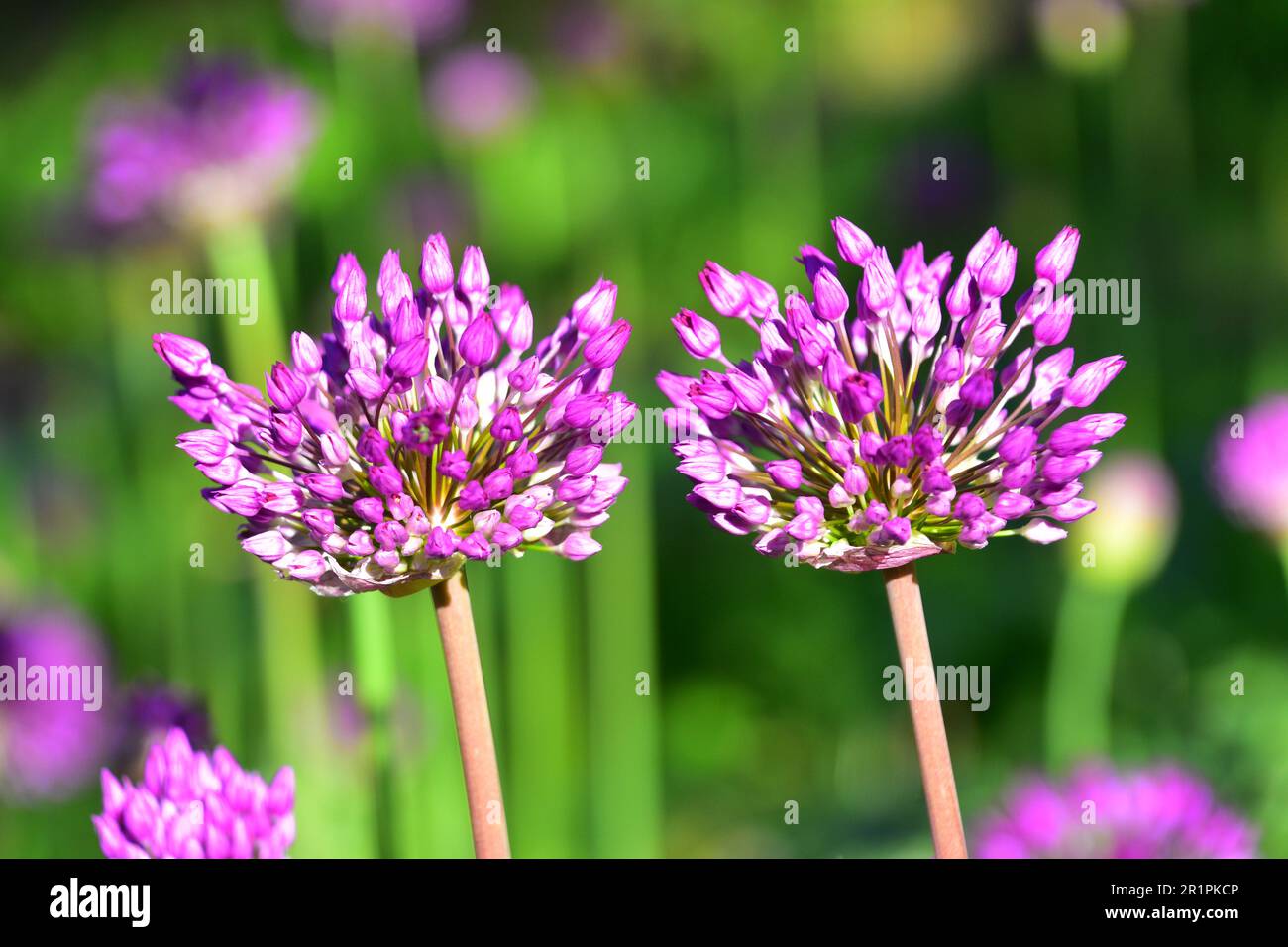 Alliums in flower Stock Photo