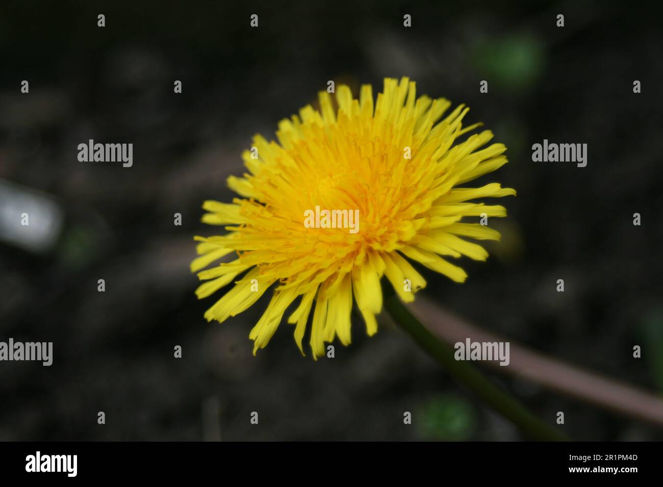 dandelion bloom Stock Photo