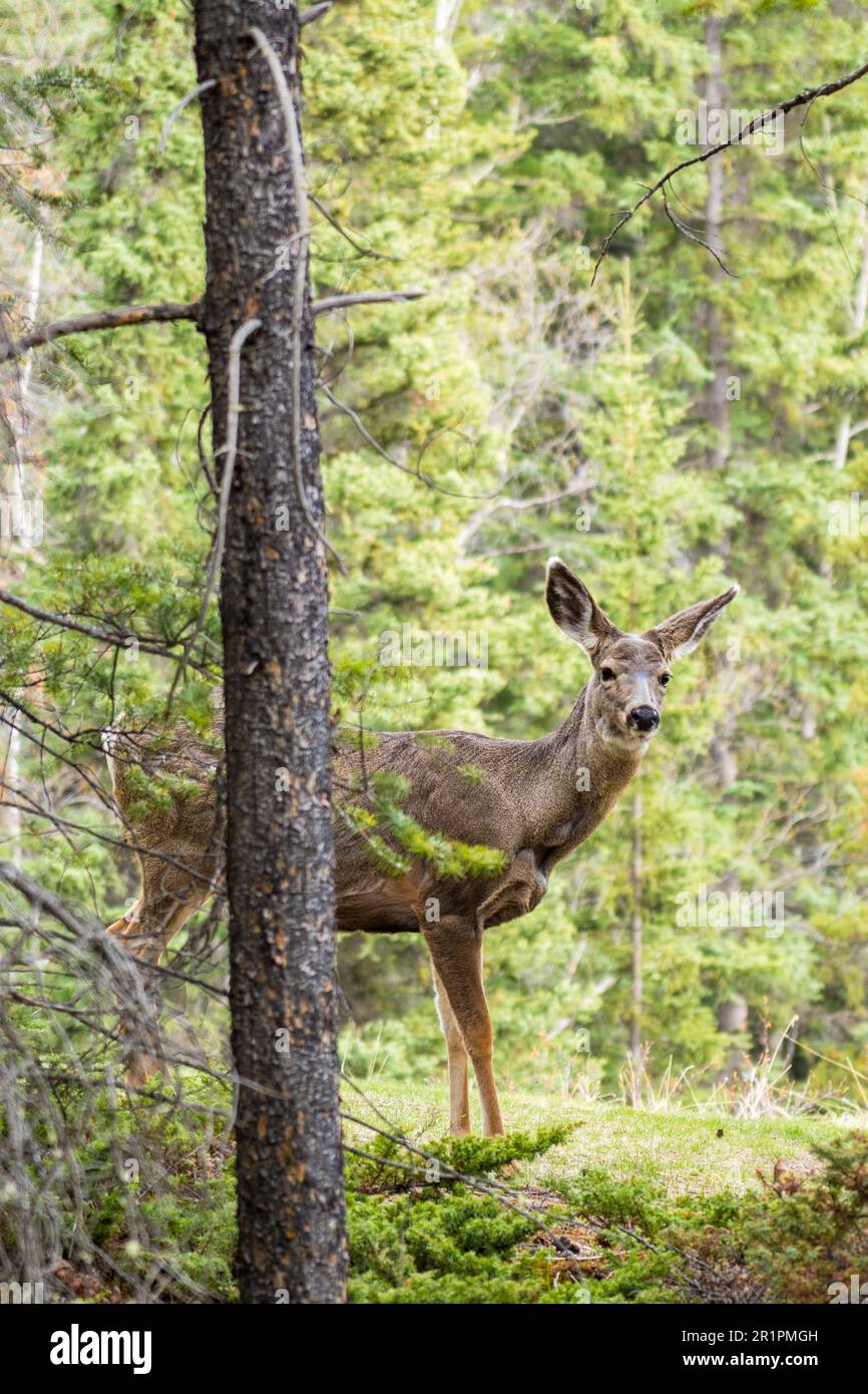 Wild mule deer roaming and foraging eating weeds in the forest in summer. Stock Photo
