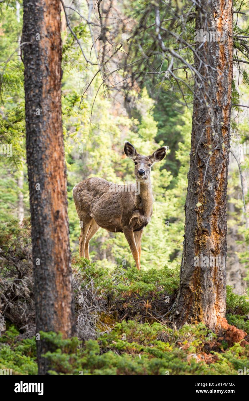 Wild mule deer roaming and foraging eating weeds in the forest in