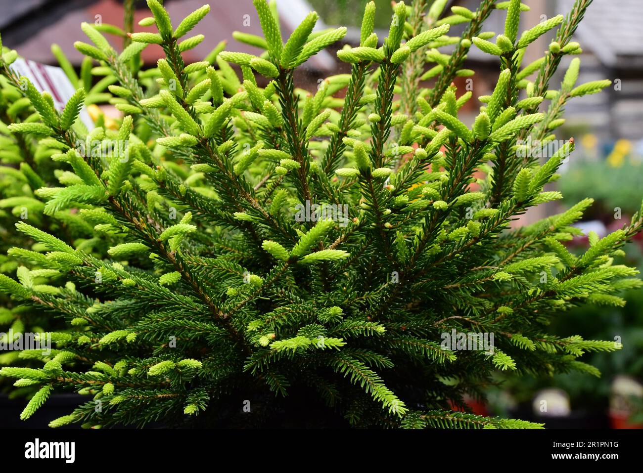 A mature Barnes Oriental Spruce tree (Picea orientalis) in a garden Stock Photo