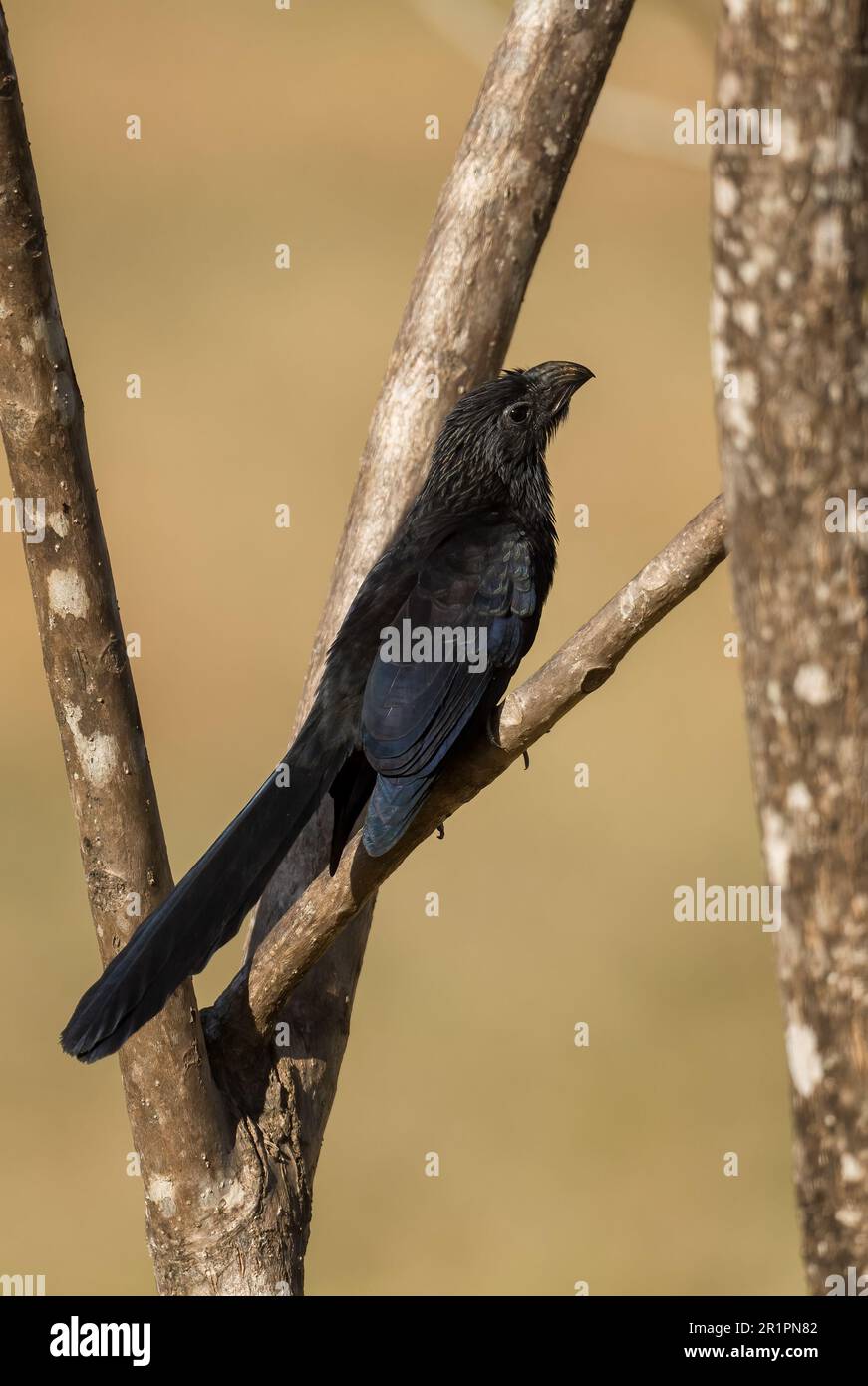 Groove-billed Ani - Crotophaga sulcirostris, special black cuckoo from Central and Latin America forests and woodlands, Cambutal, Panama. Stock Photo