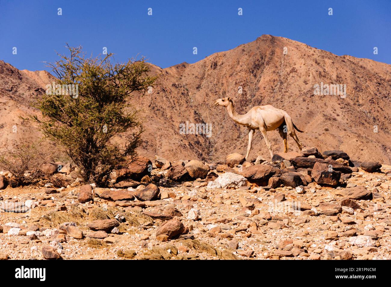 Arid landscape eritrea hi-res stock photography and images - Alamy, image size:1300x953