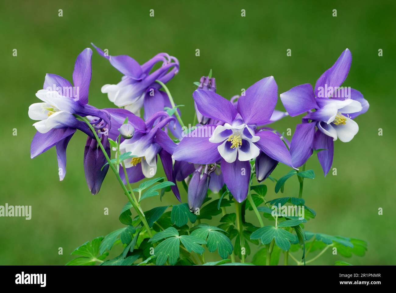 Aquilegia caerulea, columbine plant.  Blue white flowers with buds and leaves , closeup. Blurred green background. Ornamental garden, Trencin Slovakia Stock Photo
