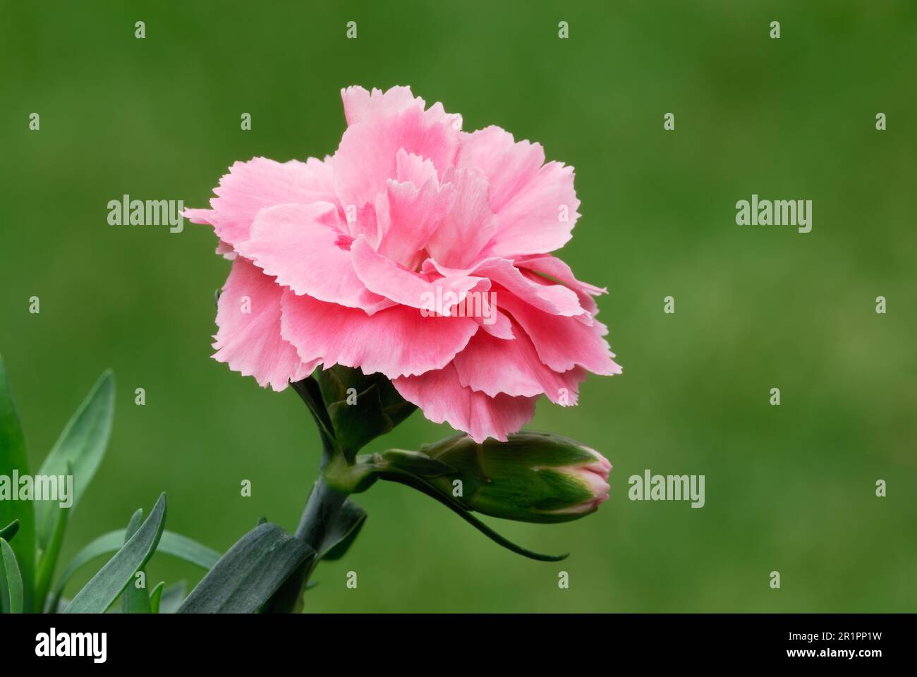 Carnation flower Dianthus caryophyllus, also called grenadine or clove pink Herbaceous plant. Blurred natural green background.  Trencin, Slovakia Stock Photo