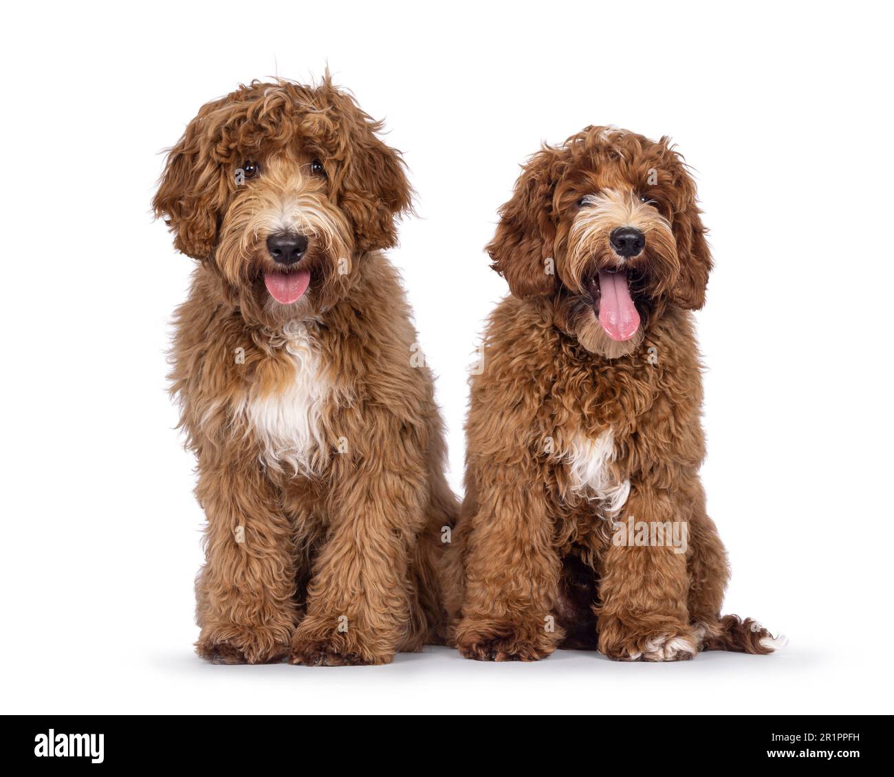Adorable duo Australian Cobberdog aka Labradoodle dog pups, sitting up
