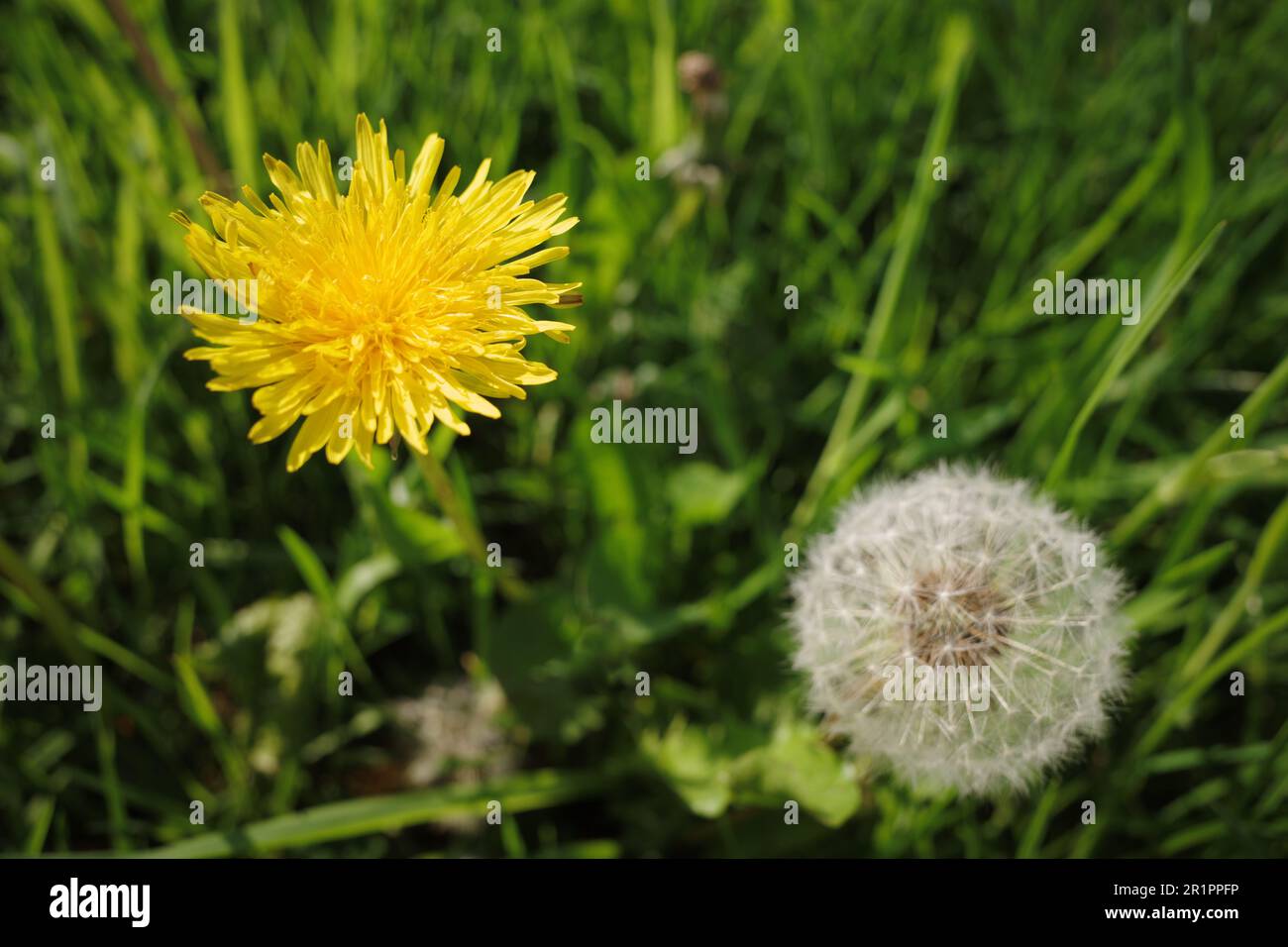 Dandelion flower and seed head Stock Photo