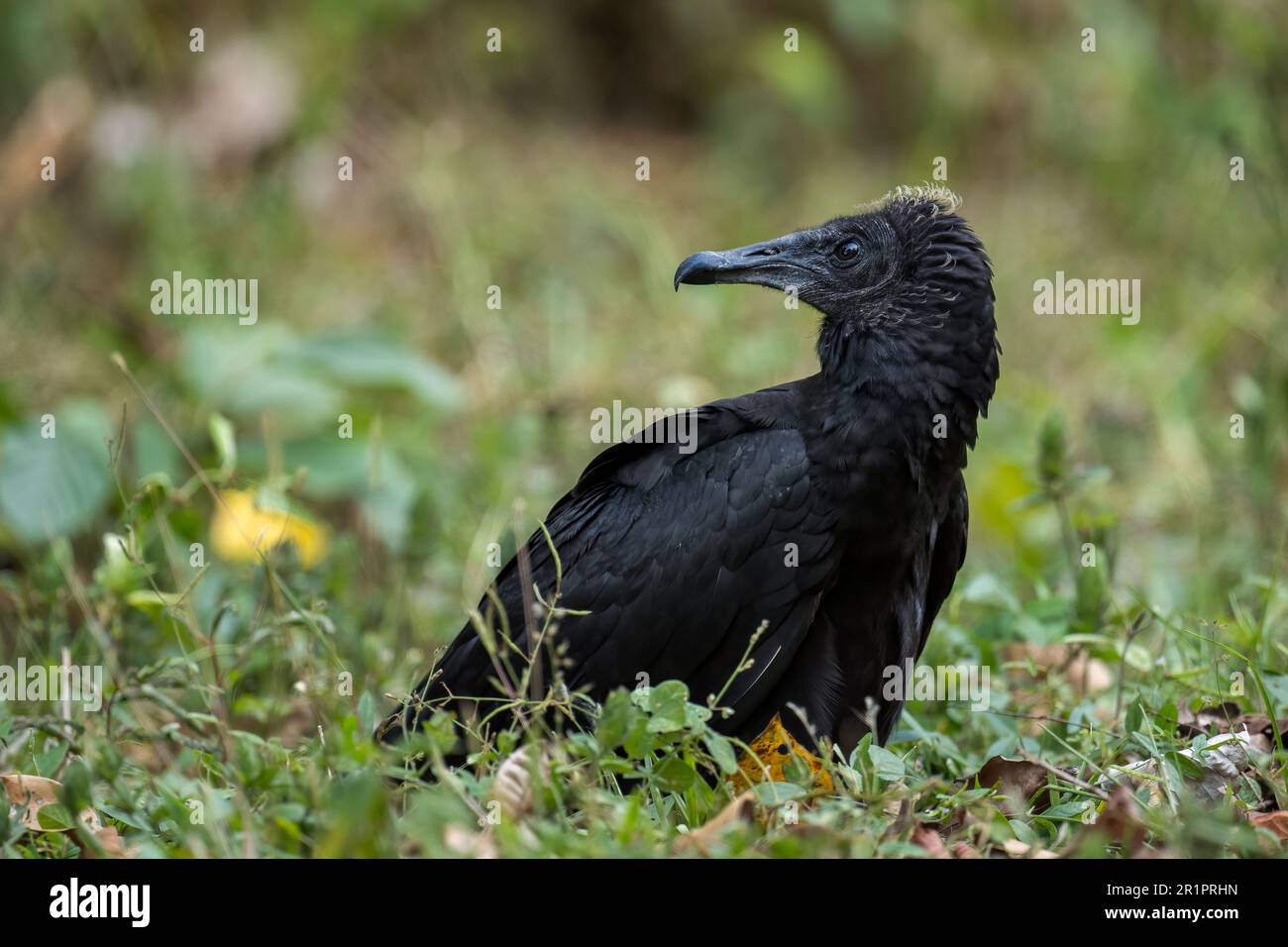 American Black Vulture - Coragyps atratus, black common vulture from Central America forests, Gamboa, Panama. Stock Photo