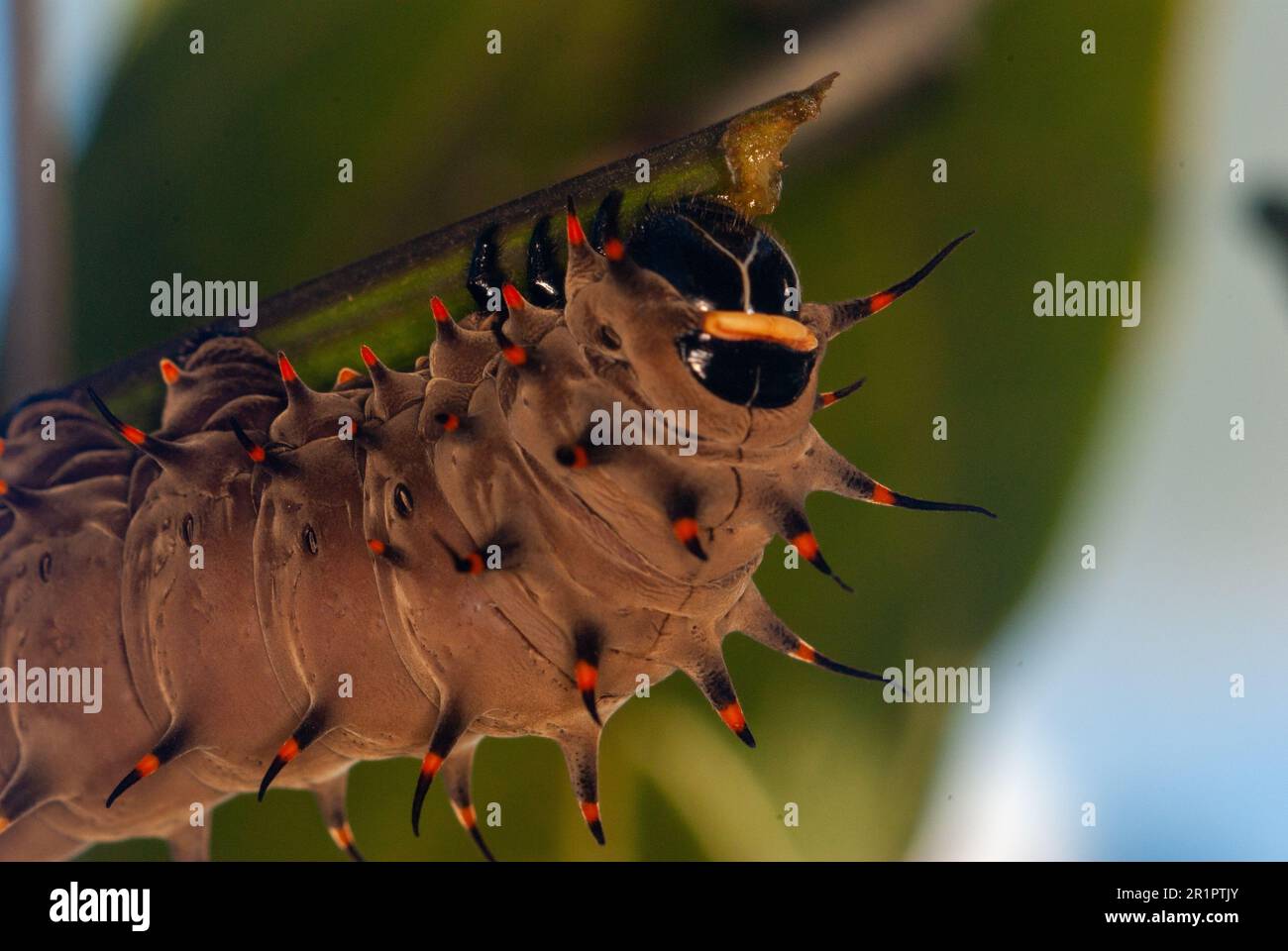 Cairns Birdwing Butterfly, Ornithoptera euphorion, Caterpillar, pupa ...