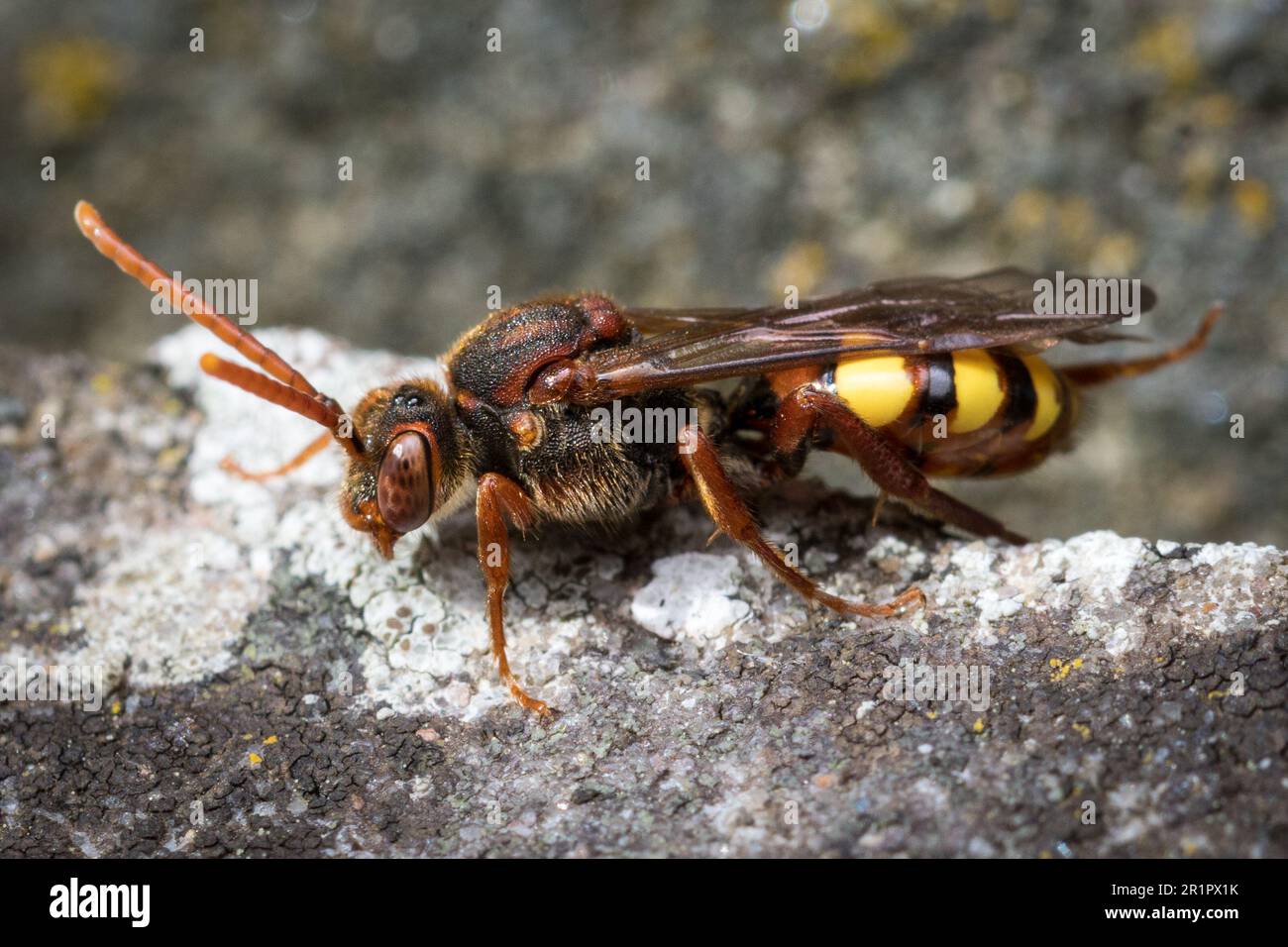 Macro of a beautifully coloured nomad bee female (likely Nomada flava), as she explores gravestones in search of host nests in which to lay her eggs. Stock Photo