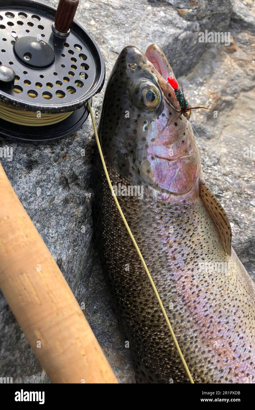 Rainbow trout fish hi-res stock photography and images - Page 25 - Alamy