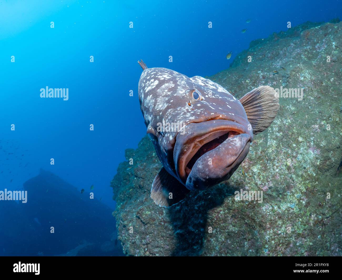 Zackenbarsch zwischen Felsblöcke vor der Küste Madeiras im Naturschutzpark  Cap Garajau, Grouper between boulders off the coast of Madeira in Cap Gara Stock Photo