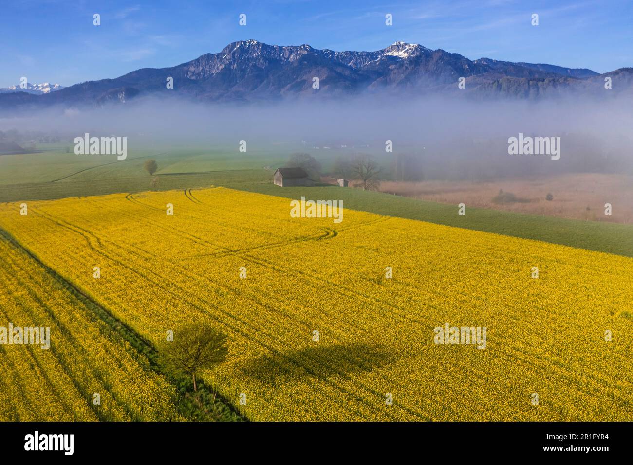 Rapeseed field, in back Herzogstand and Heimgarten, Bavarian Alps, Upper Bavaria, Bavaria, Germany, Spring Stock Photo