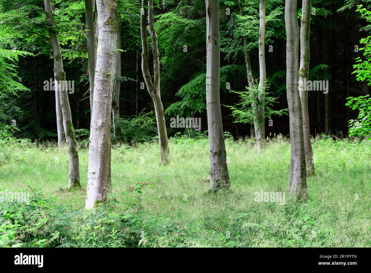 Landscape of a Scottish forest in which the trunks of the trees create a harmonious scene. Stock Photo