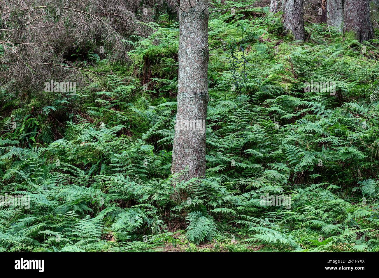 Tree trunk surrounded by ferns in the Scottish region of Fife, the