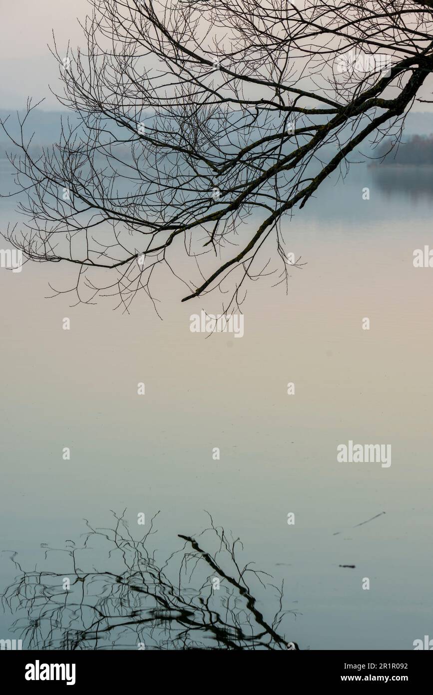 Spring tree branches silhouette hi-res stock photography and images - Alamy